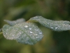 Tautropfen am Morgen (Foto: Wolfgang Keber)