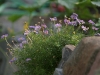 Blumen am Wegesrand (Foto: Wolfgang Keber)